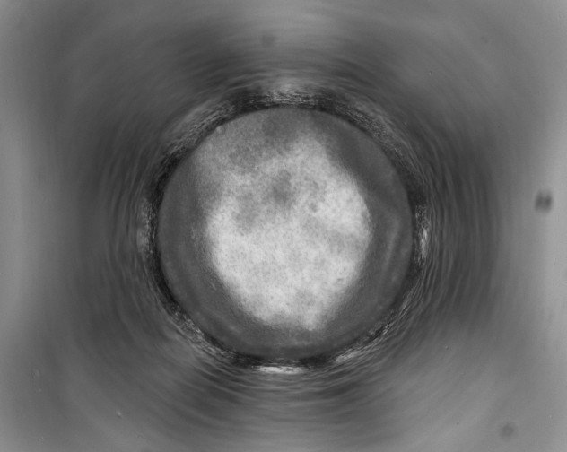 X0000098170266200805151123