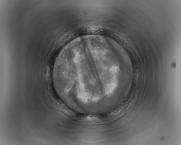 X0000098170270200805151124