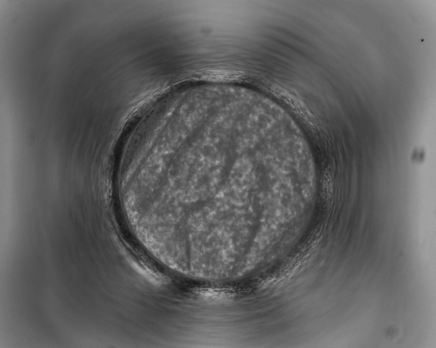 X0000098170303200805151123