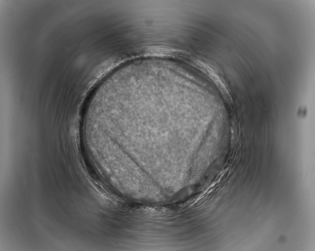 X0000098170346200805151122