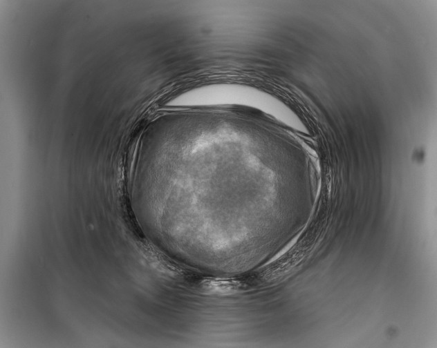 X0000098170372200805151122