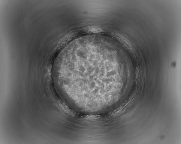 X0000098170373200805151122