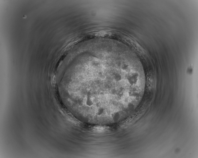 X0000098170375200805151122