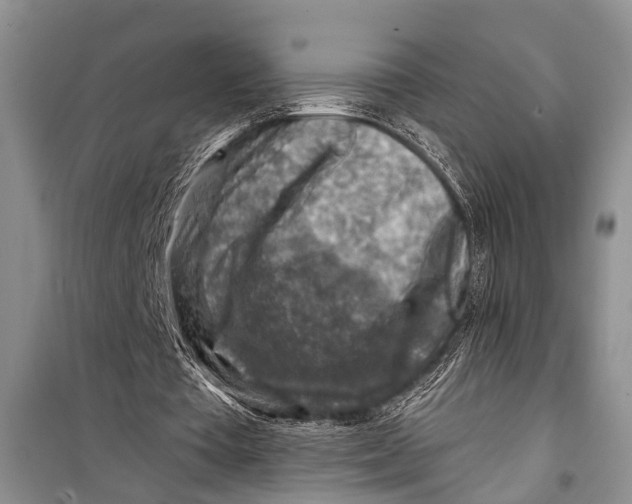 X0000098170385200805151122