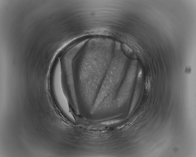 X0000098170388200805151121