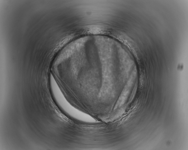 X0000098170393200805151121