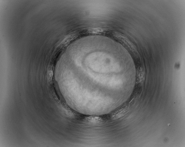 X0000098170427200805151121