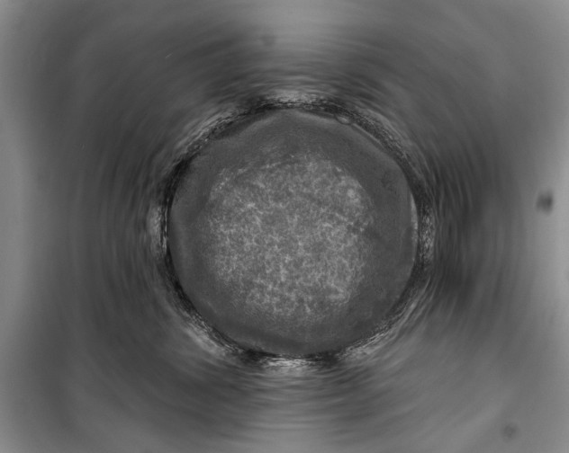 X0000098170428200805151121