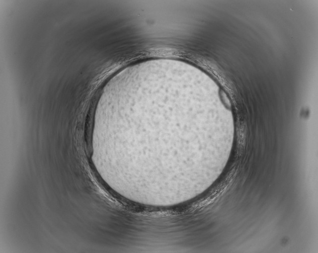 X0000098170433200805151120