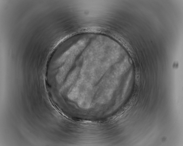 X0000098170434200805151120