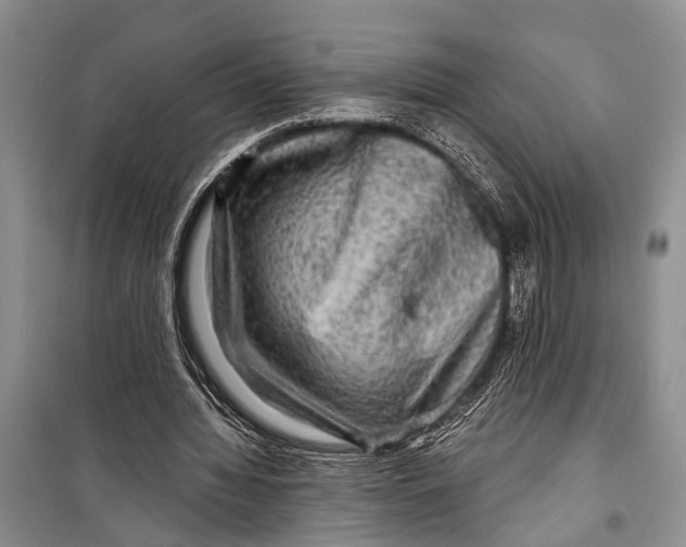 X0000098170436200805151120