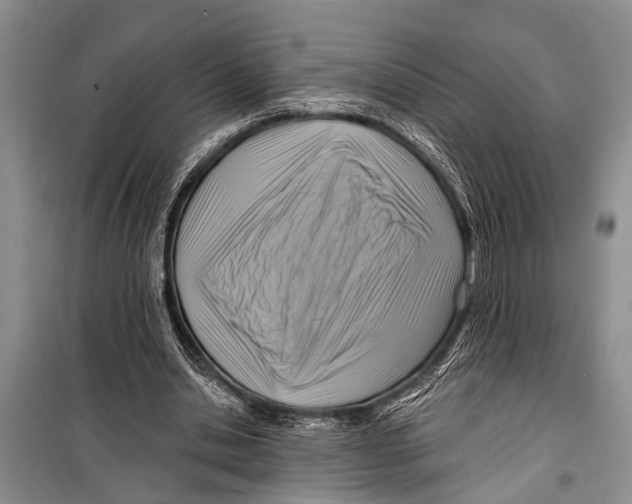 X0000098170438200805151120