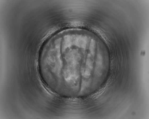 X0000098170443200805151120