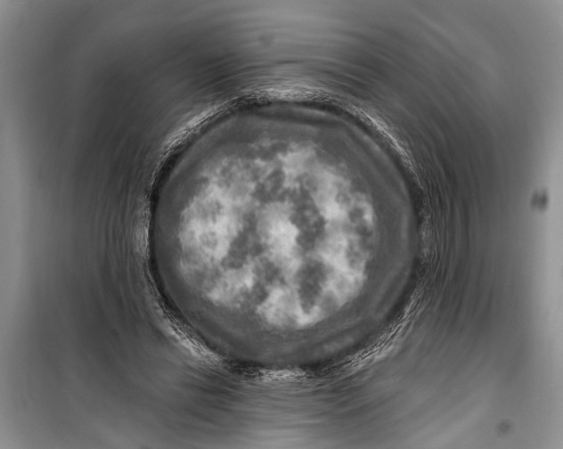 X0000098170446200805151120