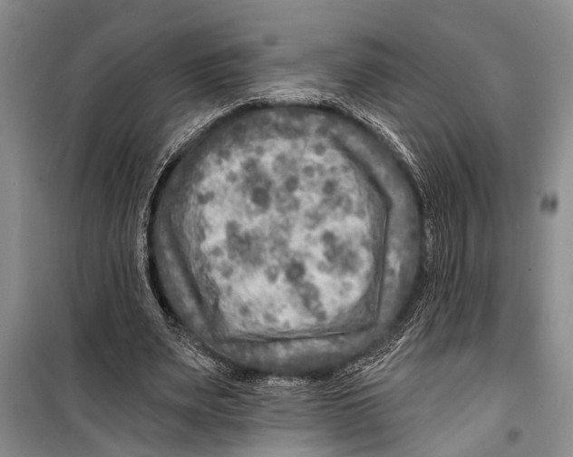 X0000098170487200805151120