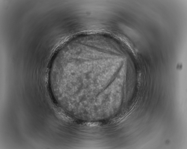 X0000098170495200805151120