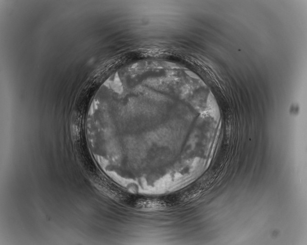 X0000098170503200805151120