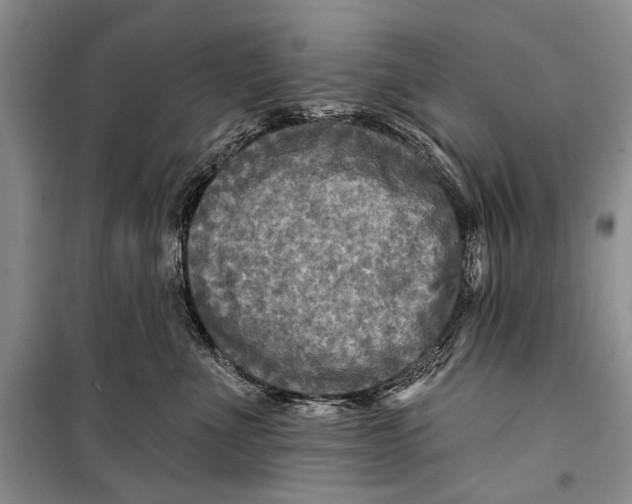 X0000098170523200805151119