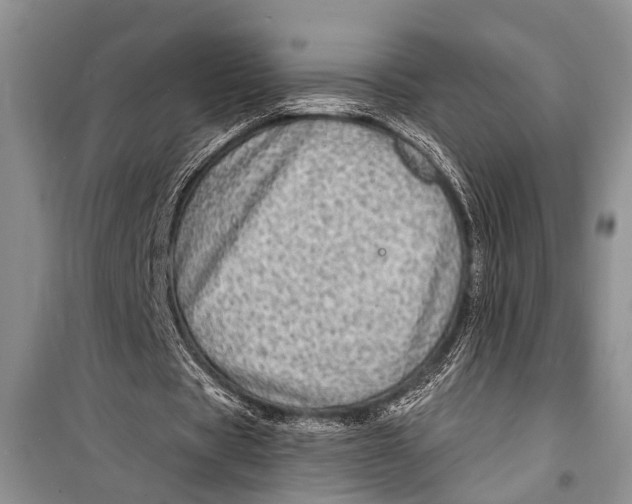 X0000098170529200805151119