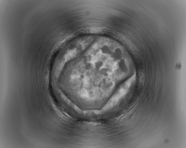 X0000098170542200805151119