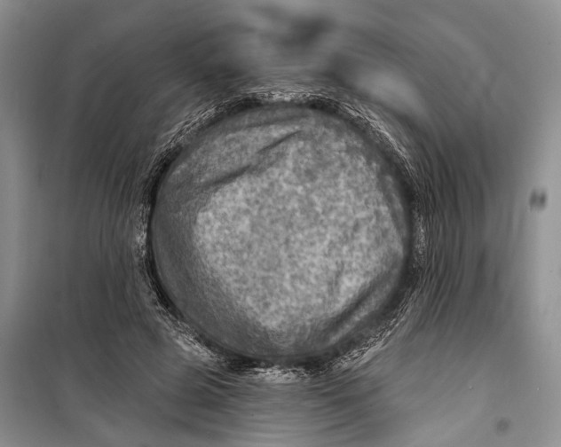 X0000098170545200805151119