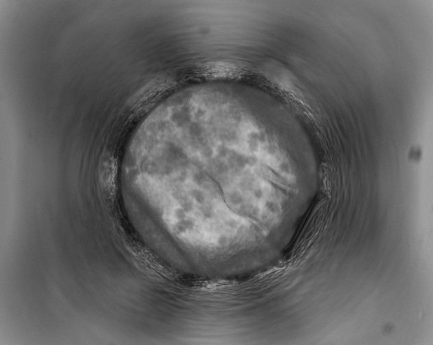 X0000098170550200805151119