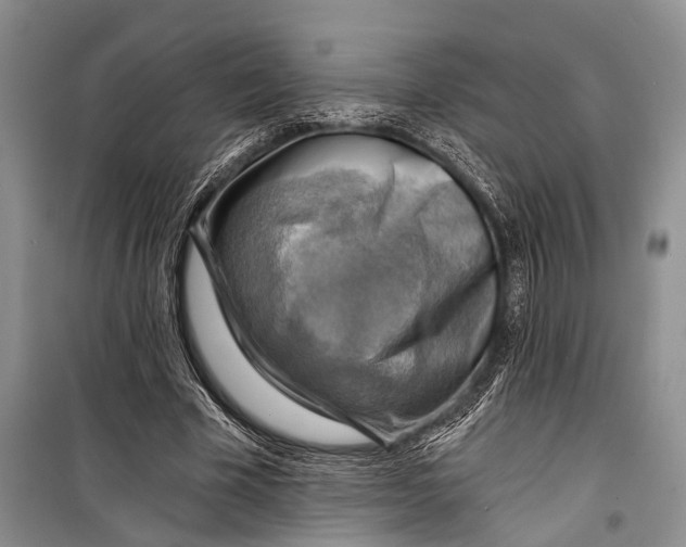 X0000098170585200805151119