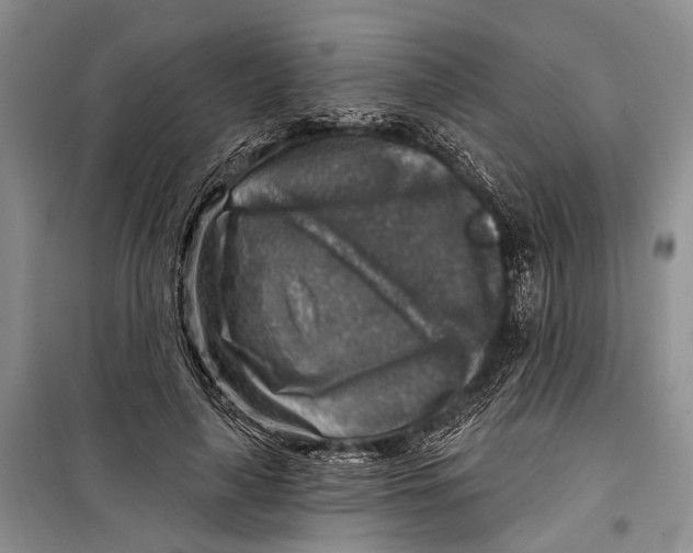 X0000098170643200805151117