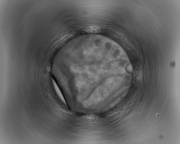 X0000098170652200805151118