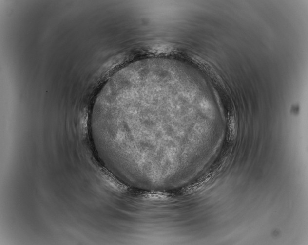 X0000098170668200805151118