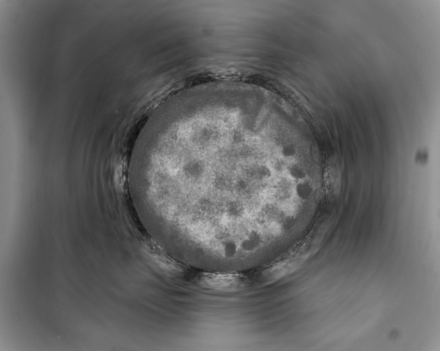 X0000098170671200805151118