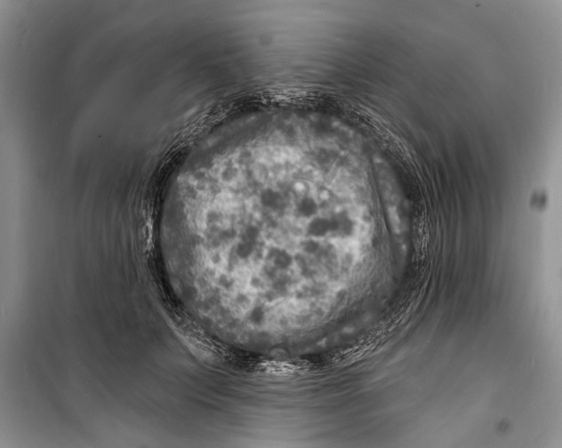 X0000098170703200805151117