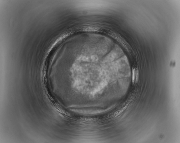 X0000098170723200805151116