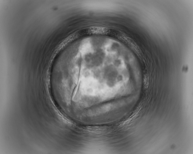 X0000098170725200805151116