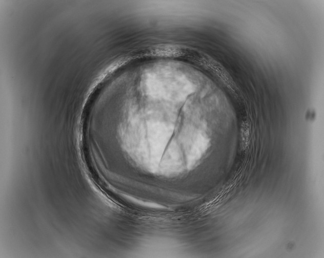 X0000098170726200805151116