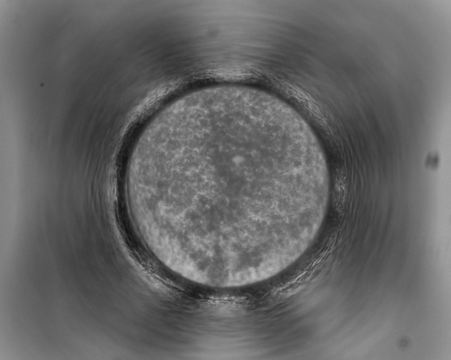 X0000098170734200805151116