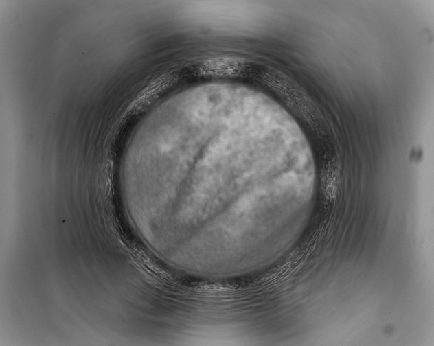 X0000098170735200805151116