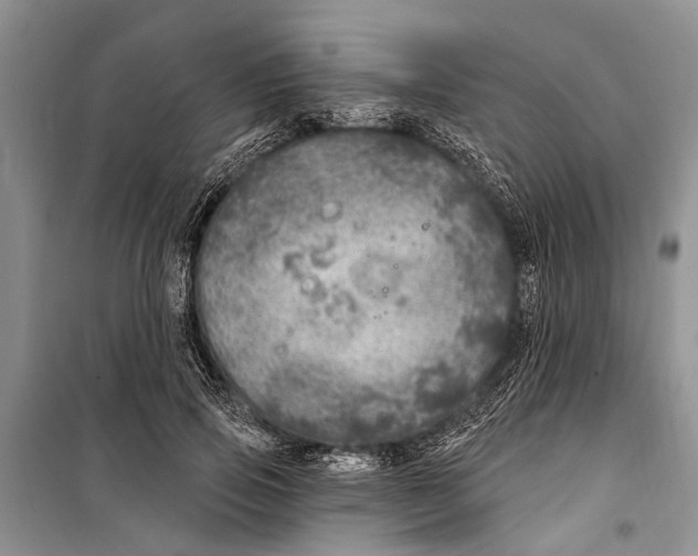 X0000098170741200805151116