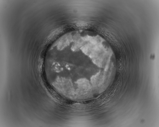 X0000098170742200805151116