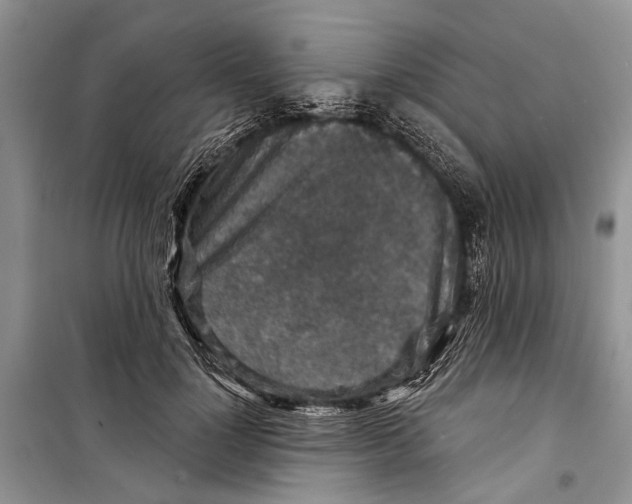 X0000098170748200805151116