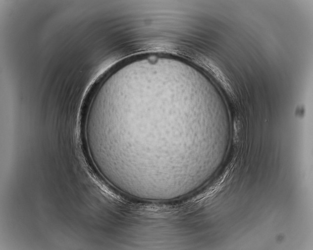 X0000098170780200805151115