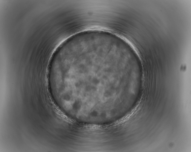 X0000098170783200805151115