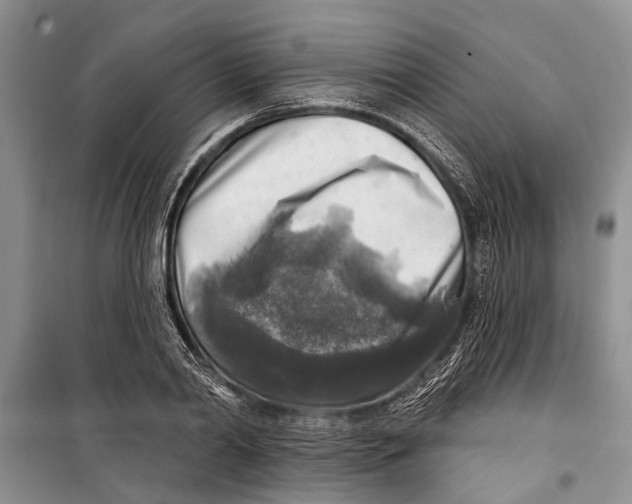 X0000098170790200805151115