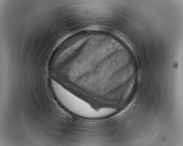 X0000098170829200805151114