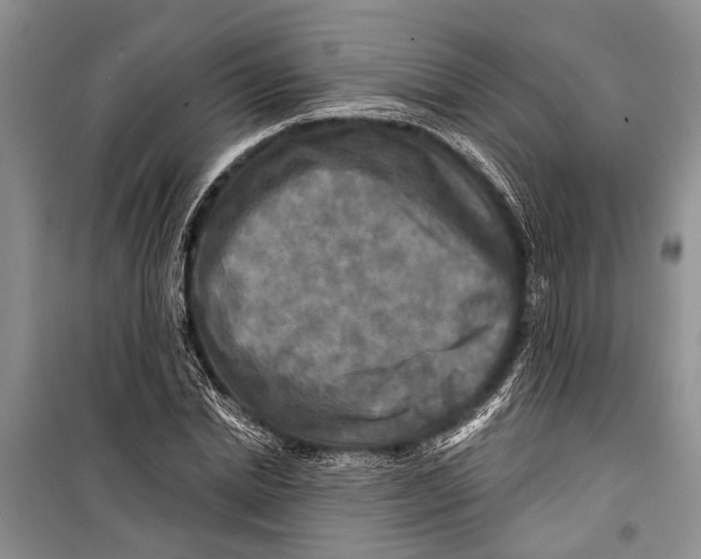 X0000098170830200805151114