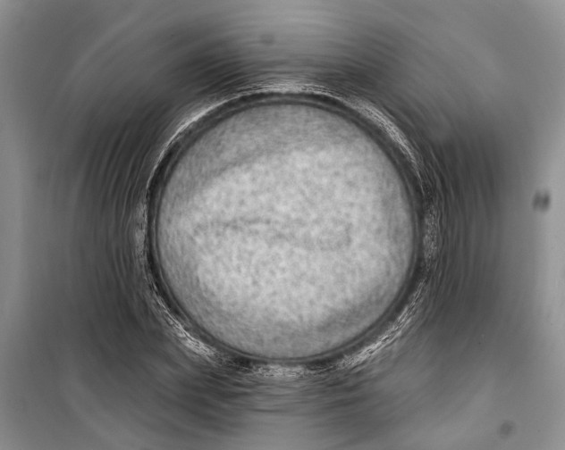 X0000098170831200805151114