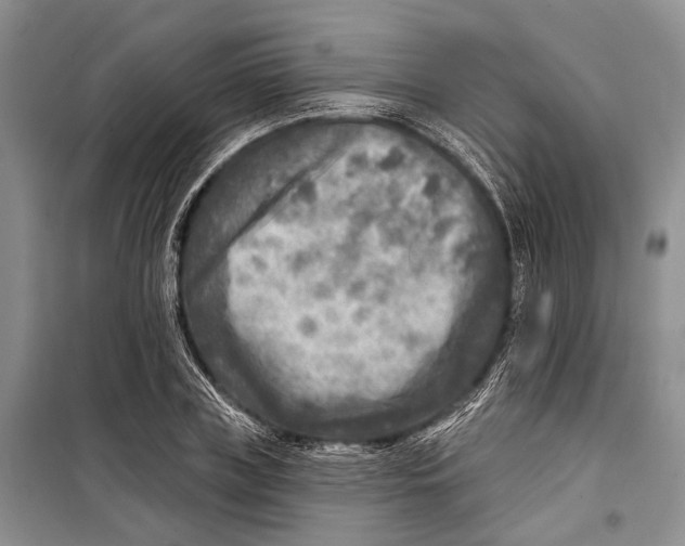 X0000098170835200805151115