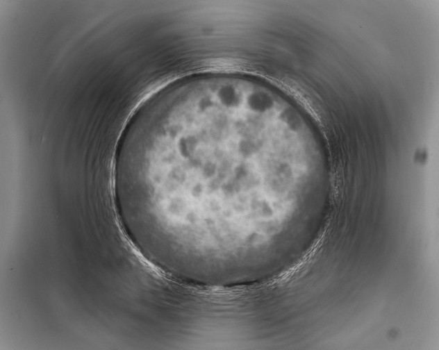 X0000098170839200805151115