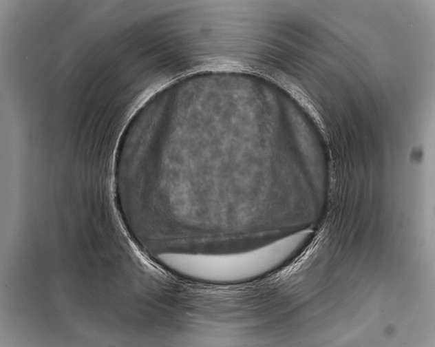 X0000098170845200805151115