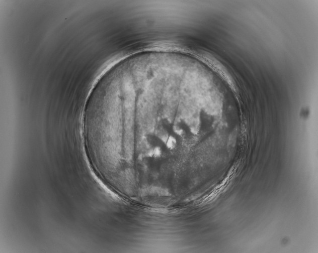 X0000098170855200805151115